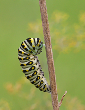 Black Swallowtail caterpillar